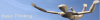 Link Image